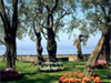 Foreshortening of Villa Fondi in Piano di  Sorrento